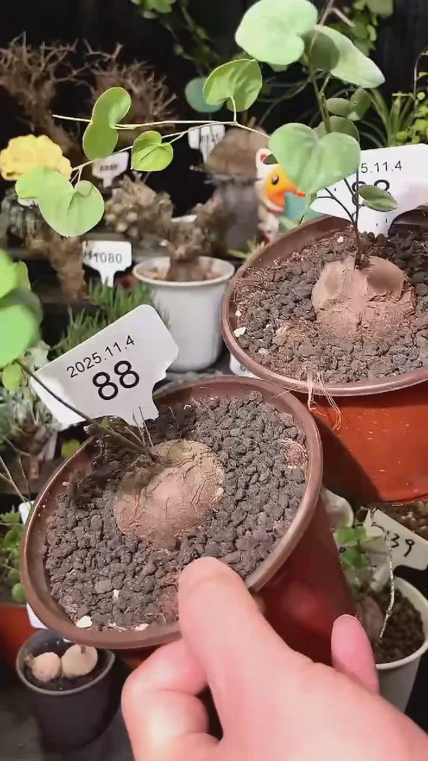 88号1104福利特价南非龟甲龙套餐