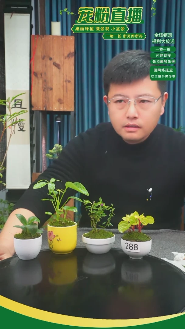 无花朵3****鹅苔藓微景观288号