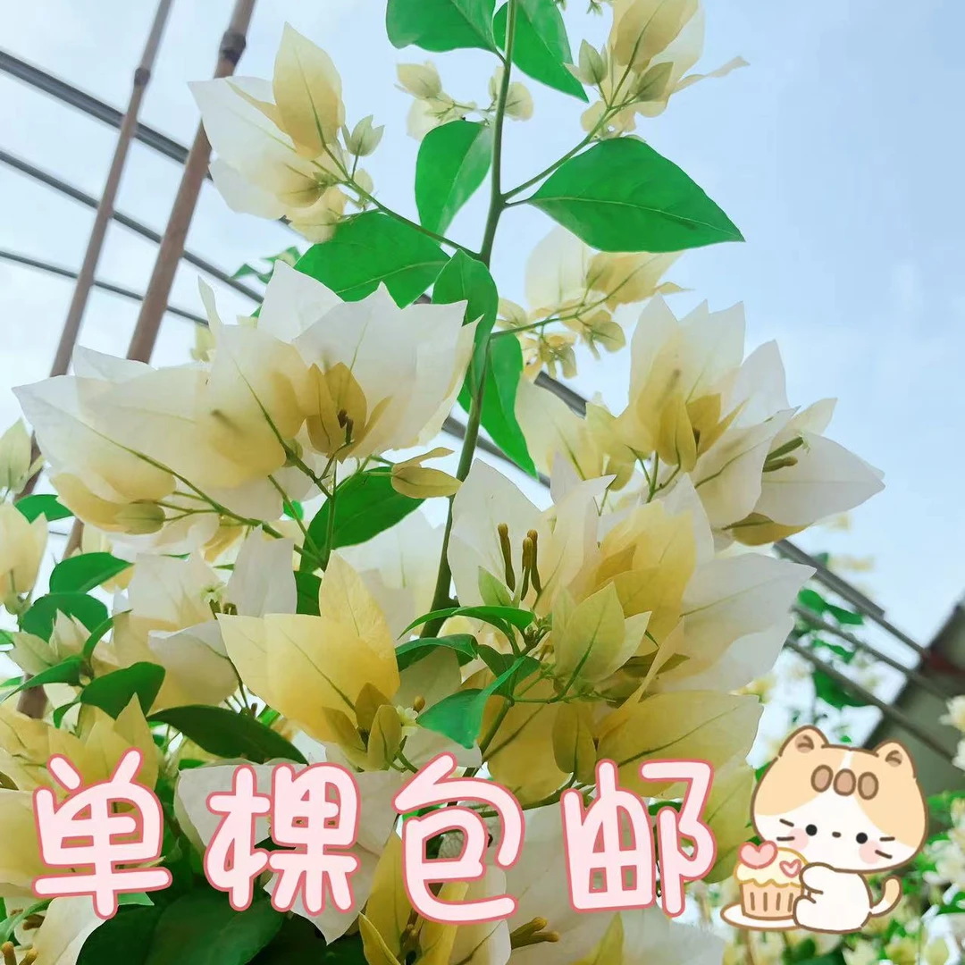 佰梅园 苏瓦娜三角梅扦插袋苗