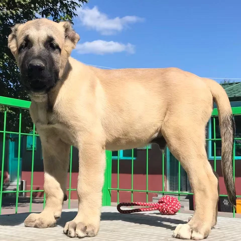 猛宠之家土耳其坎高犬宠物狗狗