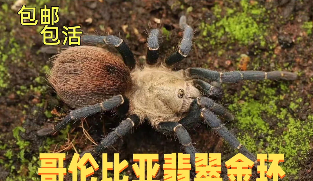 哥伦比亚翡翠金环3L苗子