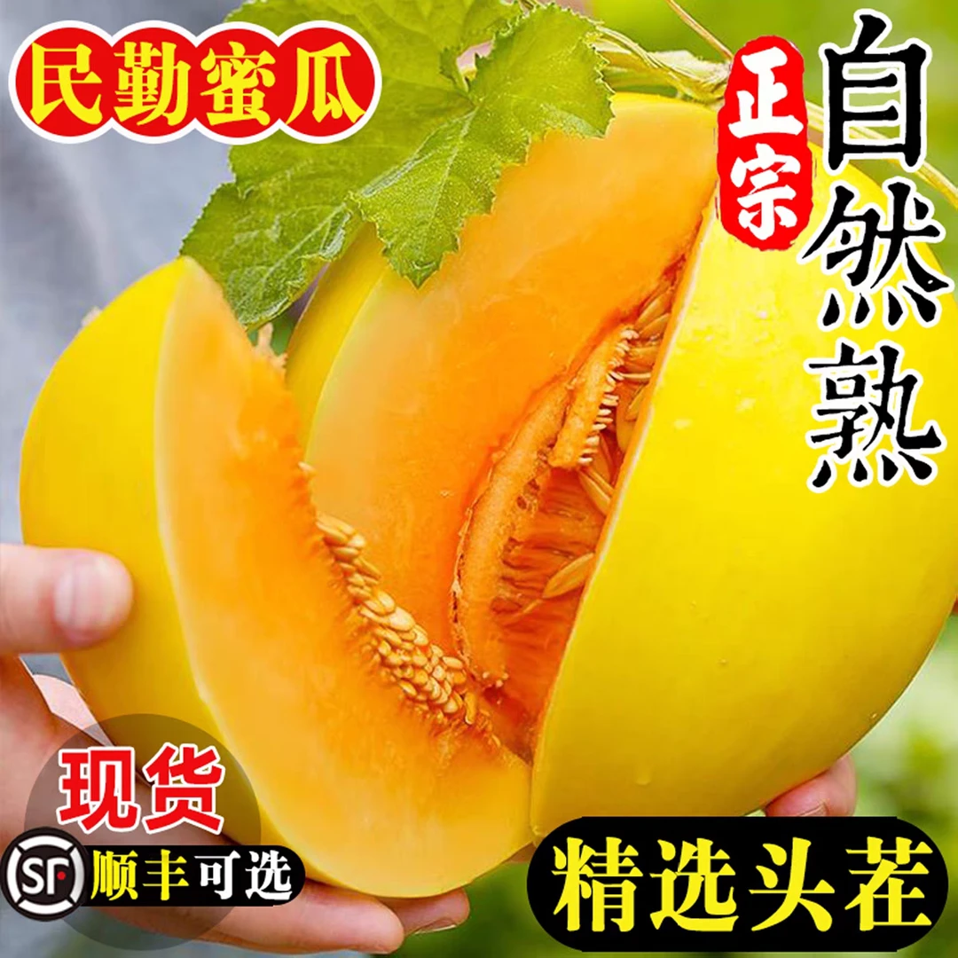 【顺丰直发】甘肃民勤黄河蜜瓜直发产地新鲜采摘沙漠甜瓜香甜多汁