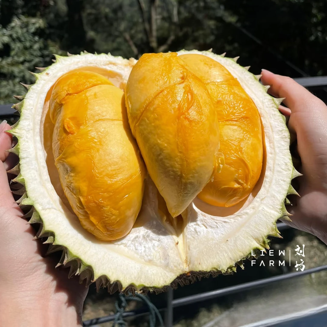 纯果肉黑刺+猫山王组合盒装液氮【组合更划算】马来西亚进口树熟新鲜鲜果榴莲2-8斤黑刺马来西亚
