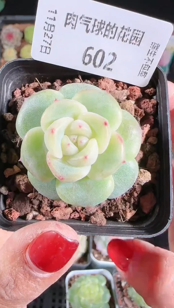 1127-602冰心17群生不包整