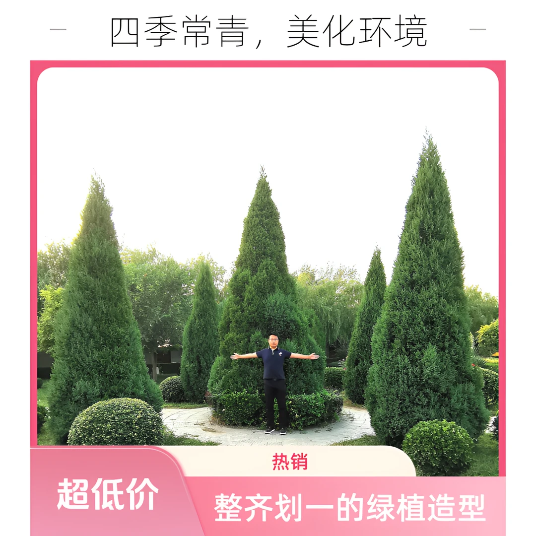 柏树树苗塔柏望都塔桧裸根苗蜀桧松柏绿化工程四季常青