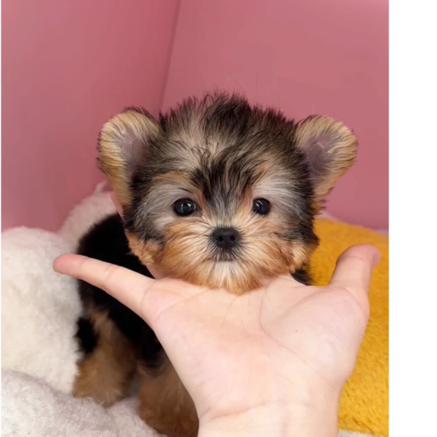 141 约克夏小体犬狗狗妹妹