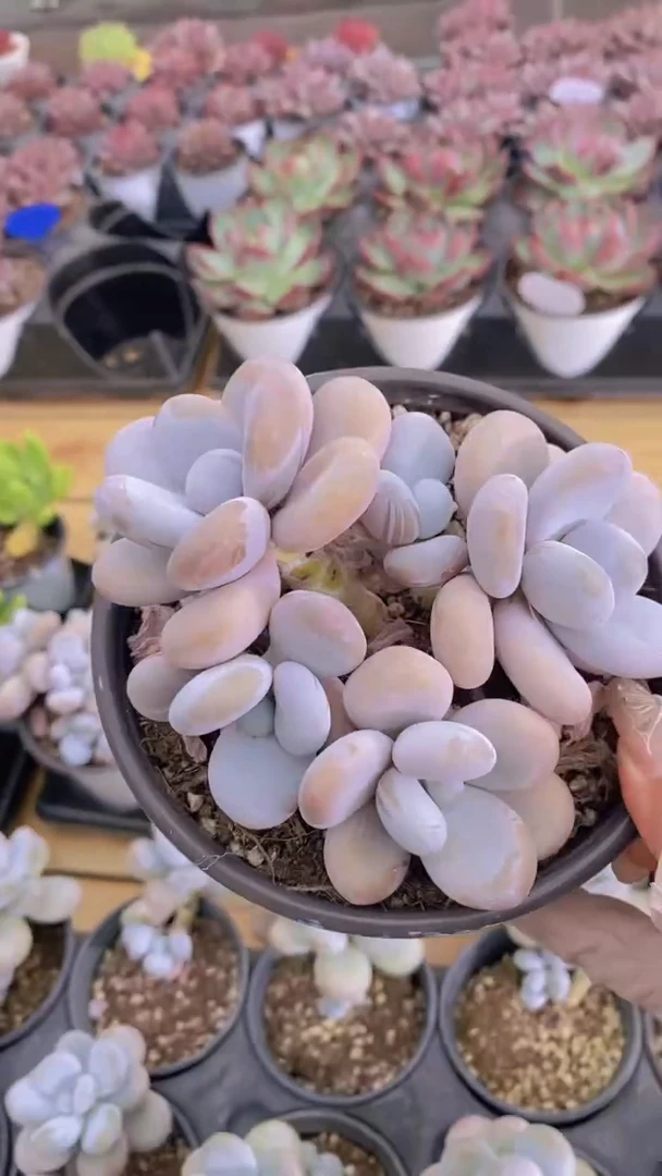 A121-奶酪群脱土发（量拍）