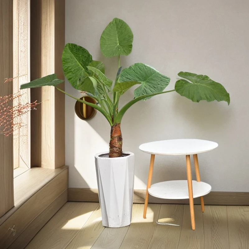 大叶滴水观音盆栽霸王芋盆景室内大型大株吉祥绿植花卉水土培