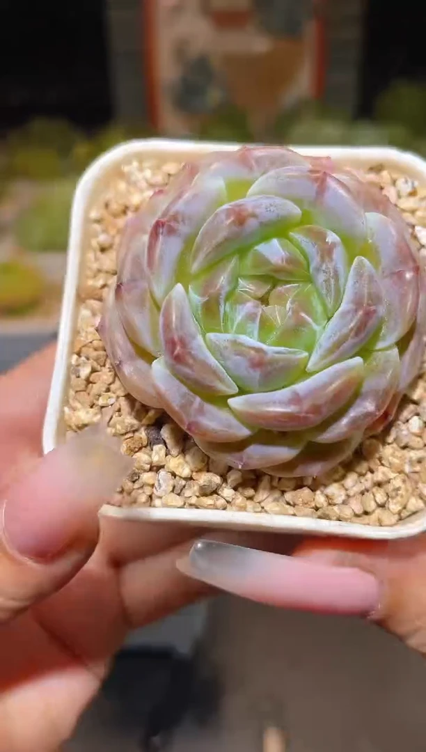 307  圆钻  一物一拍