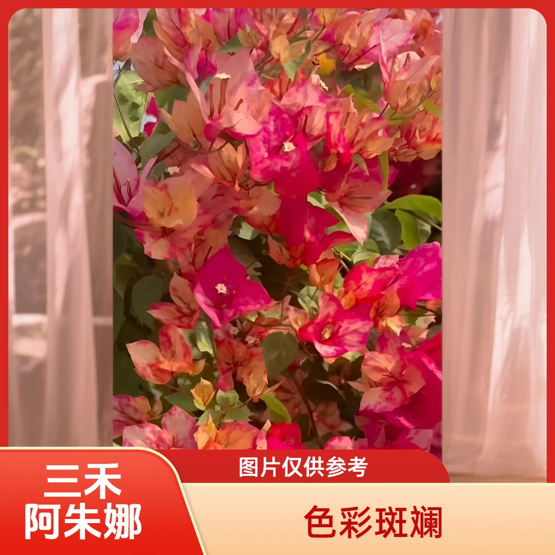 【阿朱娜】·四季开花·原盆原土·阳台庭院爬藤三角梅