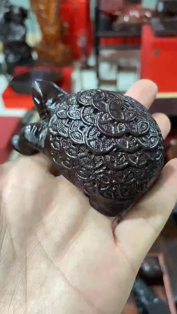 小金钱龟