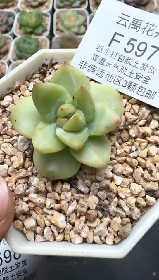 597F云禹多肉植物 默认脱土纸巾打包 3颗包邮