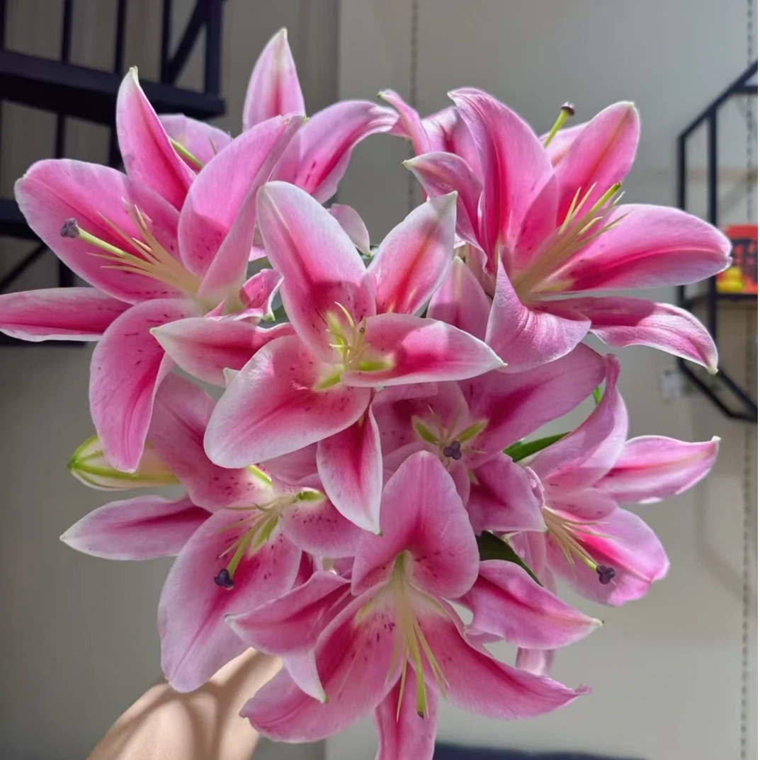 AA级 马仑歌大花型 单瓣香水百合