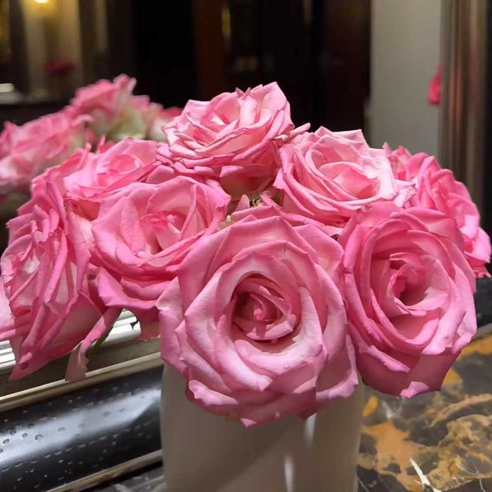 【一品花集】【妆点】——稀有单头玫瑰