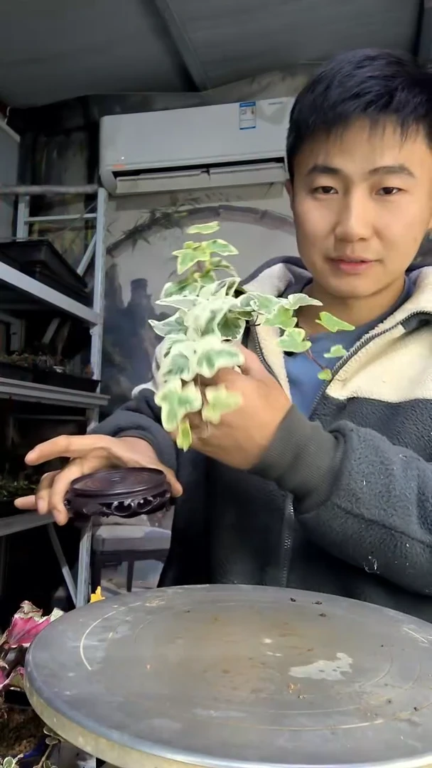 专****腿中青园艺一物一拍花122