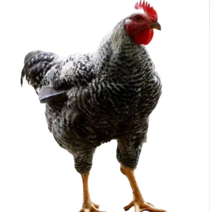黑芦花生鲜整鸡肉质鲜美到手10只