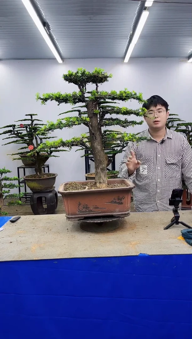 无花朵一物一拍，所见即所得
