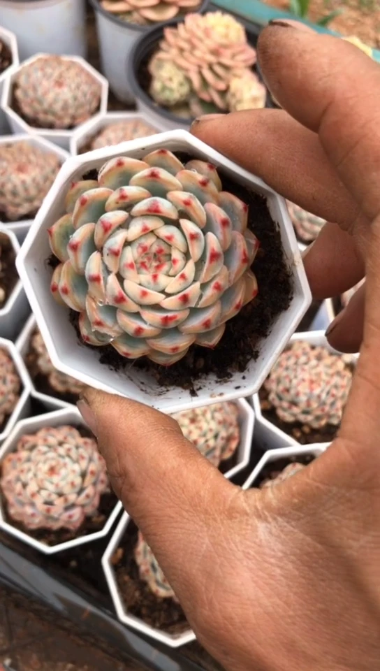 【闪购商品】姬莲锦2颗带盆土