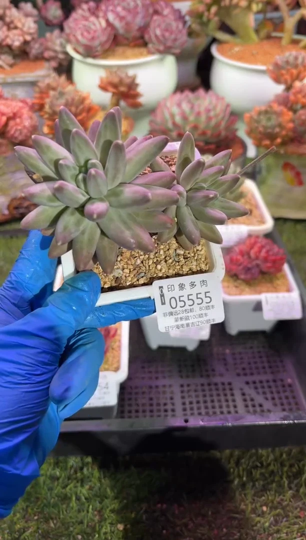 【闪购商品】05555