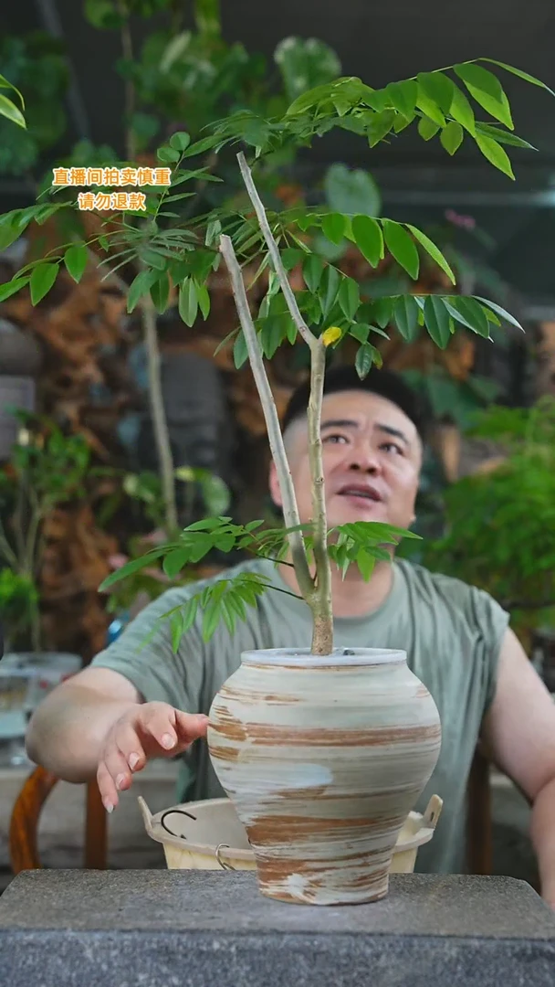 当前无花栽培后可以开花海南黄花梨94+