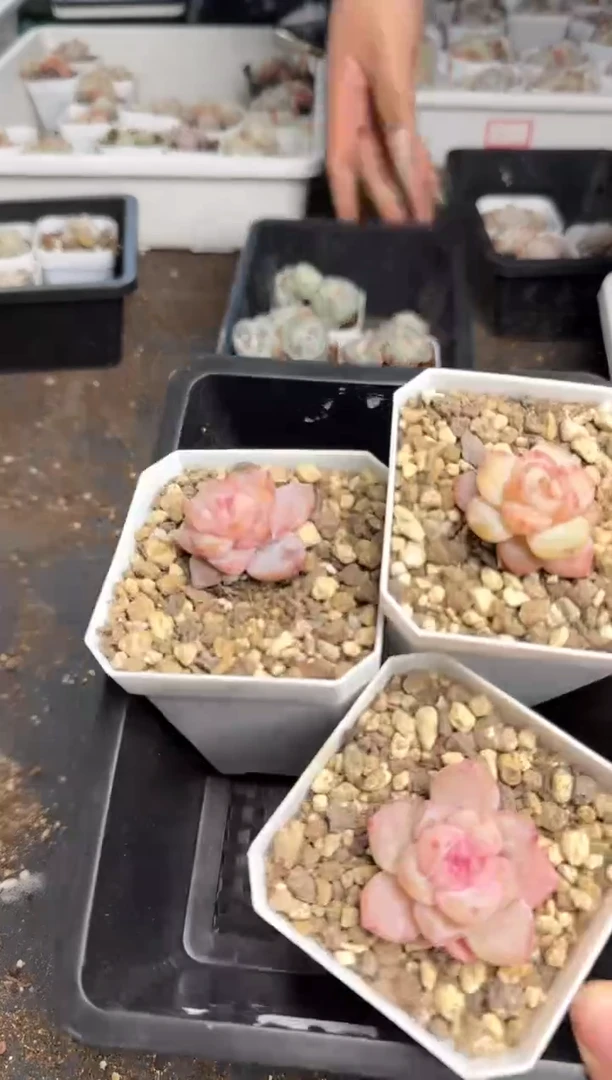 【闪购商品】220号到手1框--江北多肉