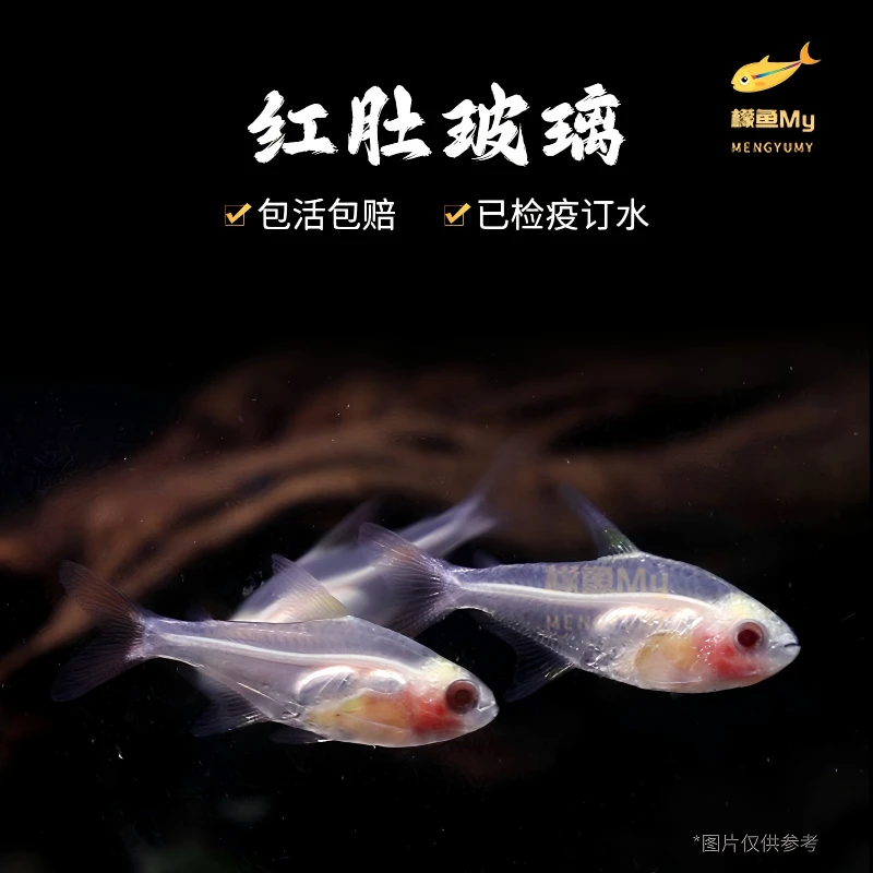 红肚玻璃鱼活体透明鱼热带鱼观赏小型好养易活草缸淡水灯科群养鱼