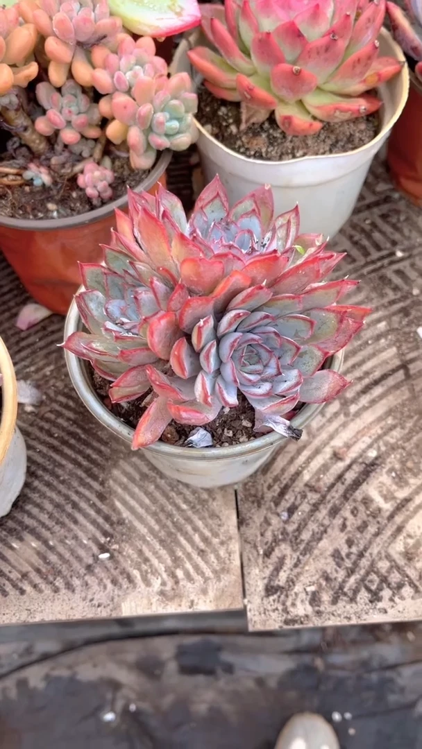 ❤****✨跃跃精品多肉03004