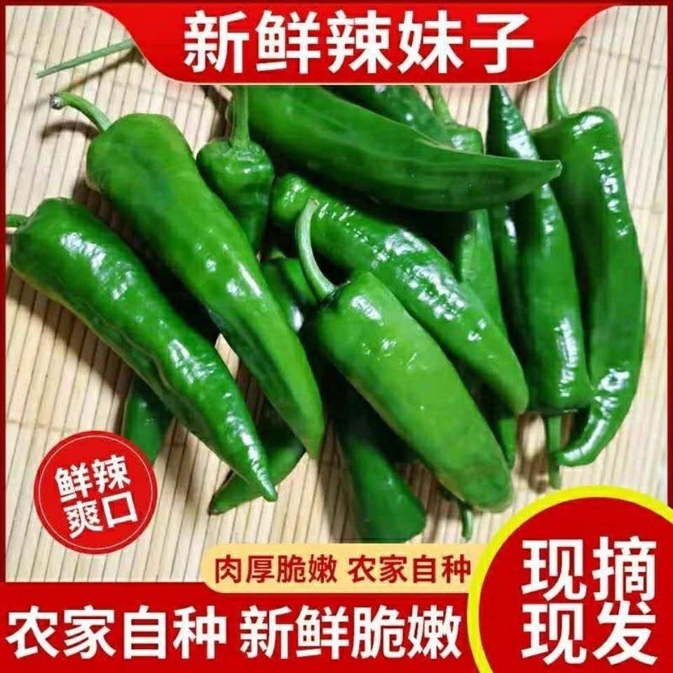 东北小辣椒新鲜辣妹子现摘青椒农家自种尖椒辣蔬菜青辣椒2斤包邮