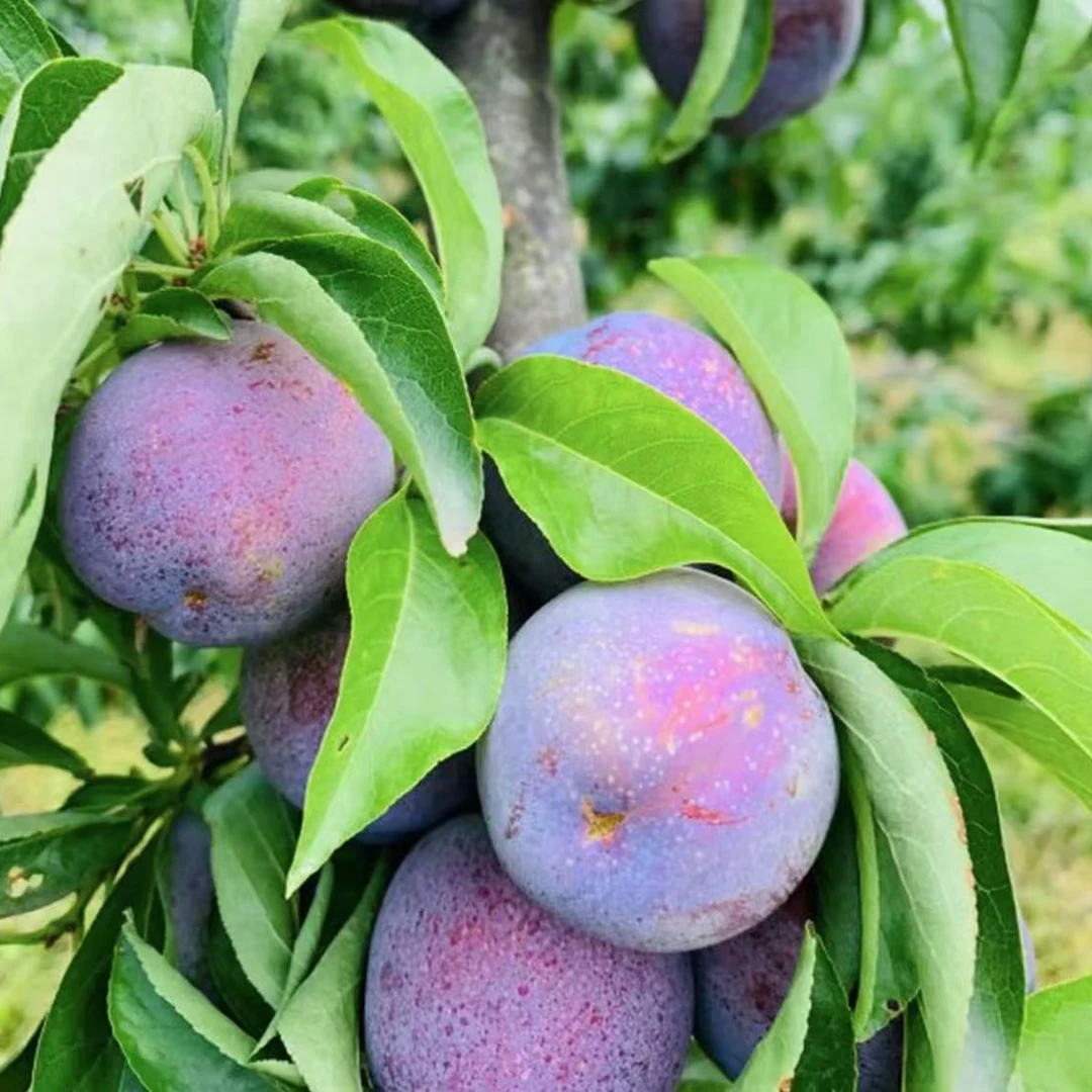 五月脆李子树苗【带果发货】南北方种植盆栽地栽当年结果