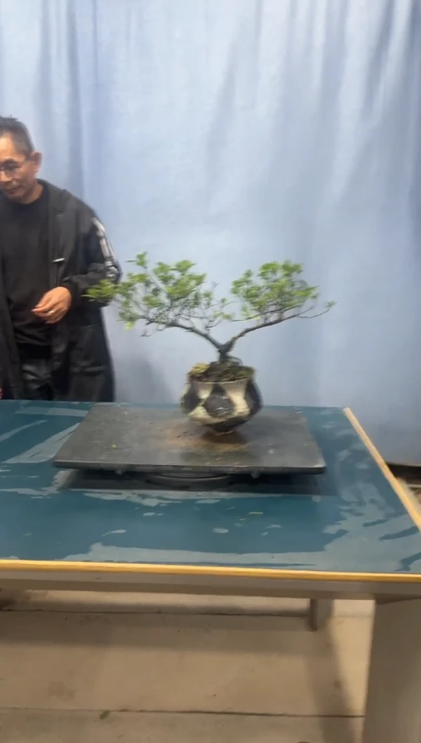 【闪购商品】盆景栀子花