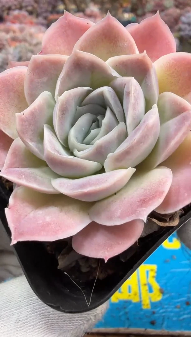 东云多肉园二店-574