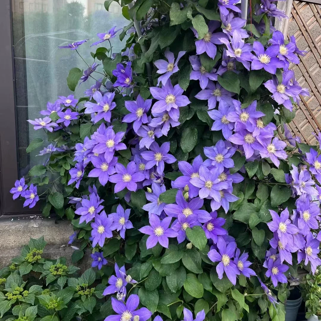 铁线莲花中大苗  伍斯特美女 阳台庭院花园盆栽地栽植物 二类修剪