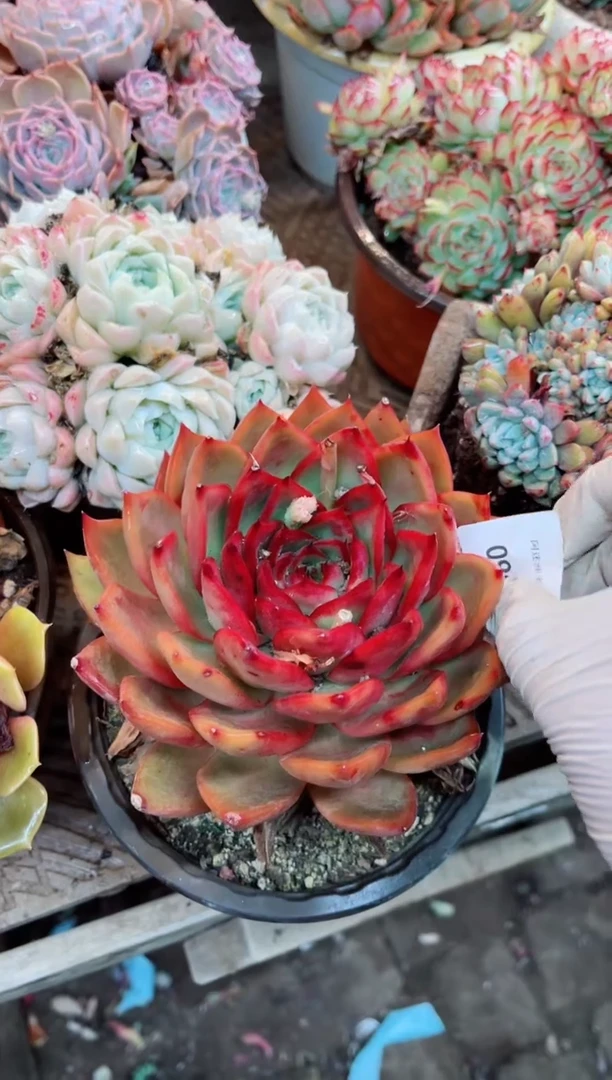 【闪购商品】09033