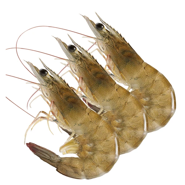 【1斤装】鲜活明虾 500g/份