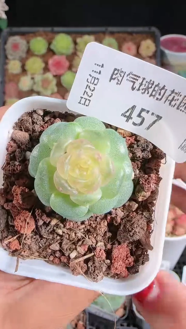 1122-457流莹群生不包整