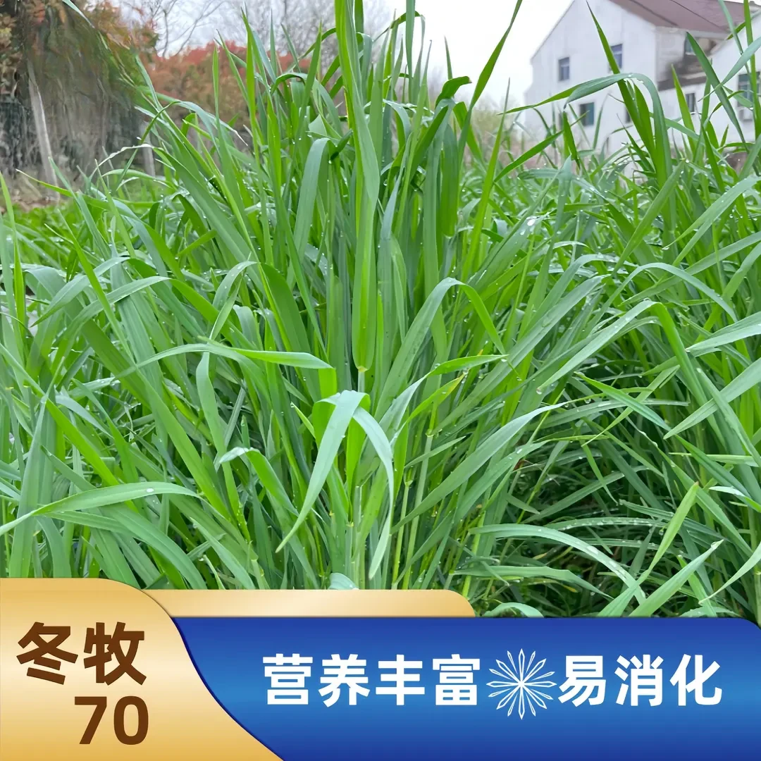 冬牧70黑麦草种子秋播耐寒耐旱产量高青饲青储养殖牛羊鱼牧草草籽