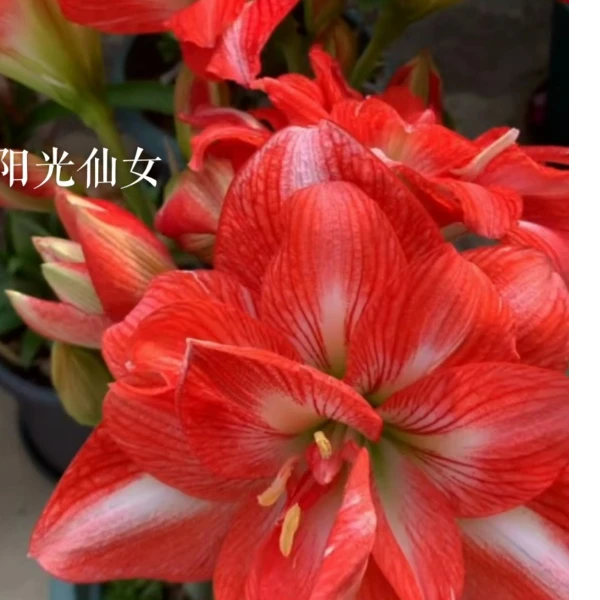 朱顶红种球阳光仙女重瓣大花室内阳台盆栽好养活花卉