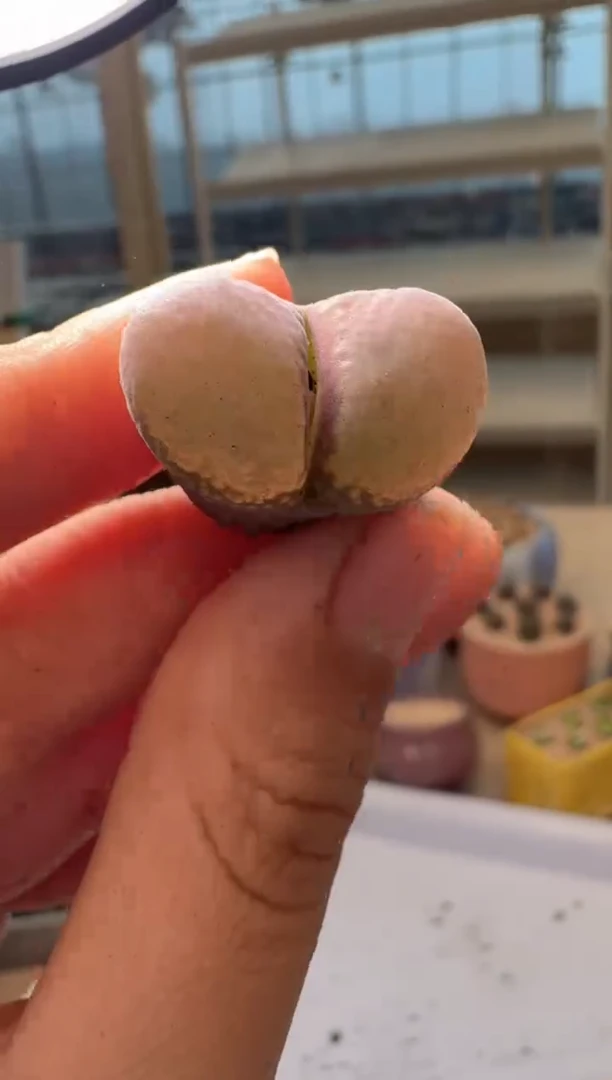 28-245多肉植物肉锥
