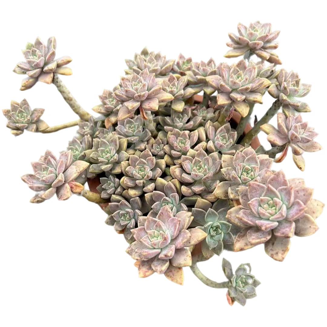 大老桩阿伦陪脱土多肉植物室内绿植净化空气