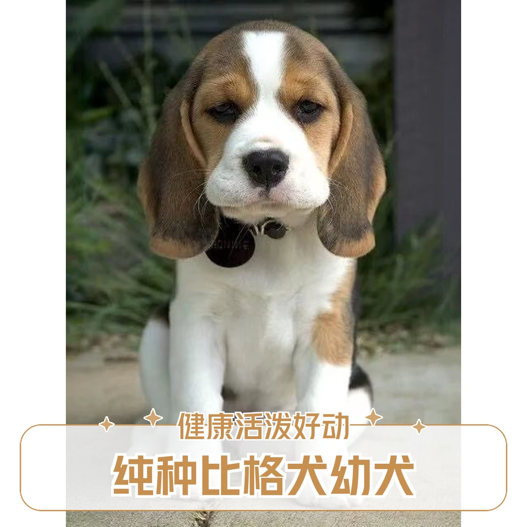 （洋洋）宠物活体链接