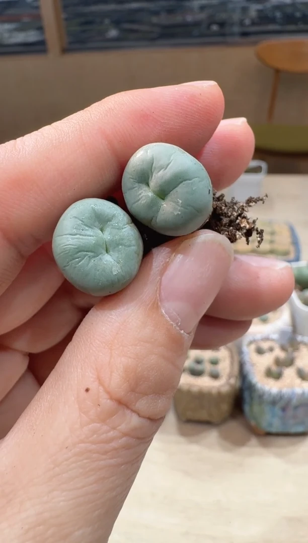 多肉植物肉锥23-36玻尿酸嘴