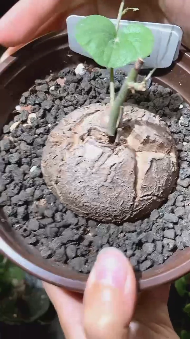 8872号1030甄选单颗南非龟甲龙