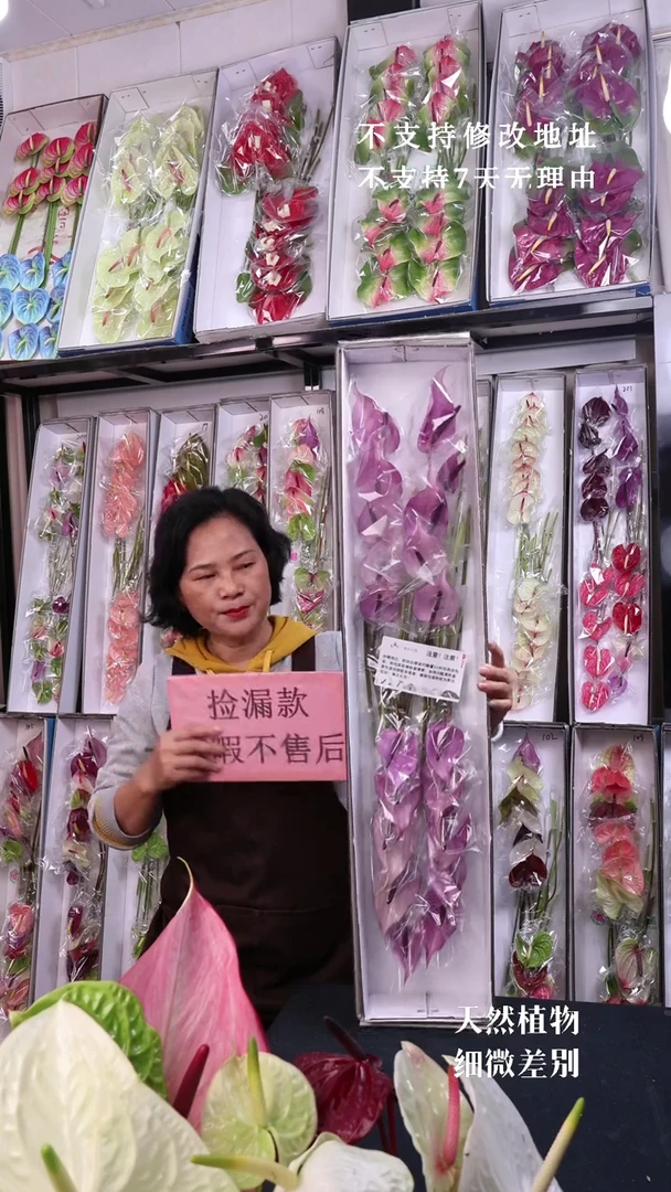 普利维亚20支(长15-20cm横冠幅6cm)有瑕福利不退不换不售后