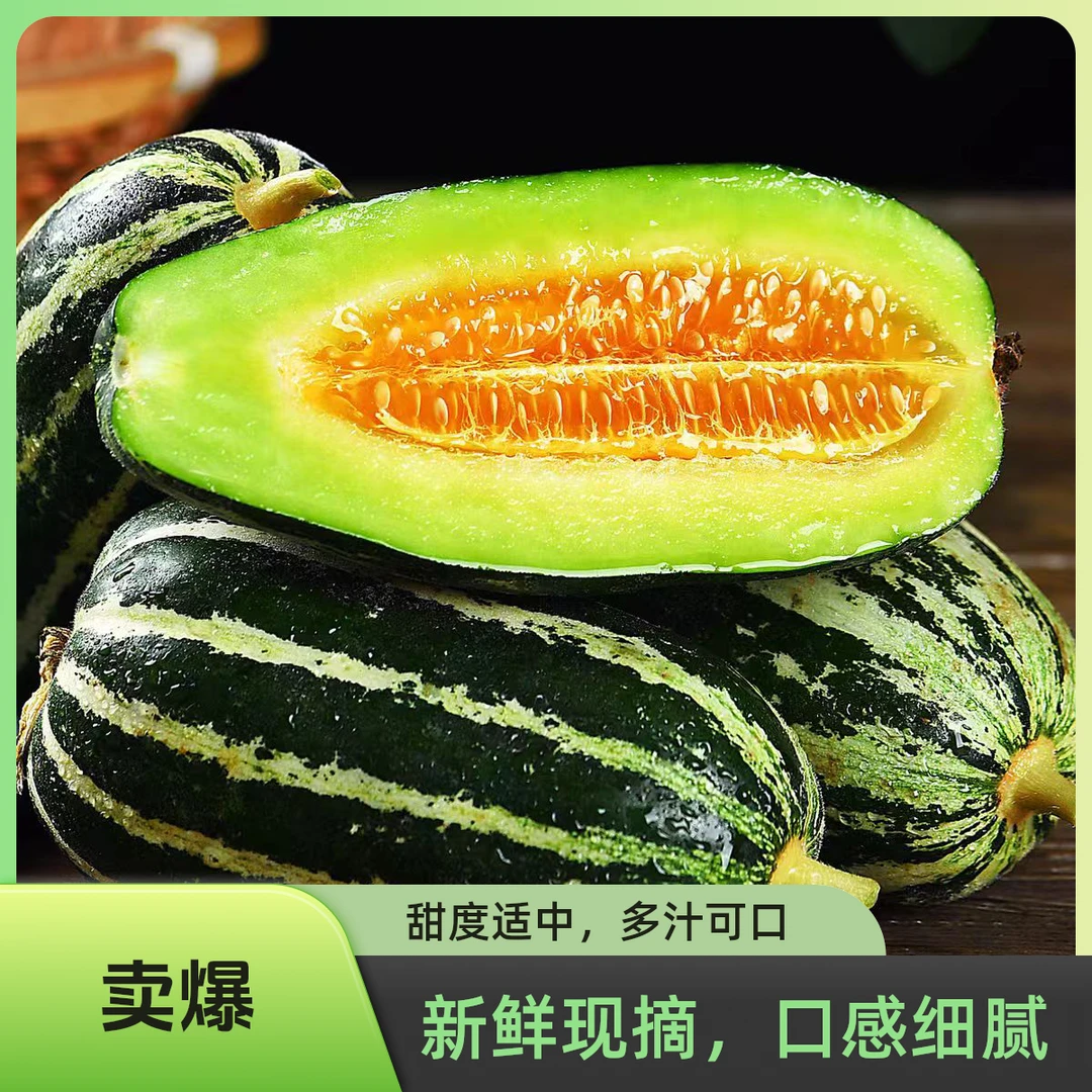 新鲜博洋9号甜瓜现摘香甜多汁薄皮脆甜顺丰包邮