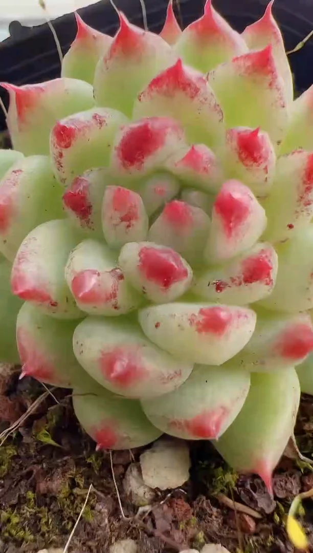 【闪购商品】新-67