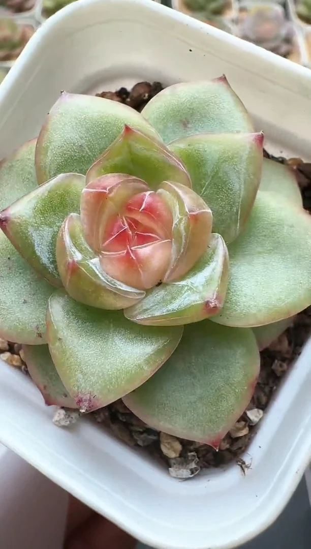 839D云禹多肉植物 带盆土纸巾打包 3颗包邮