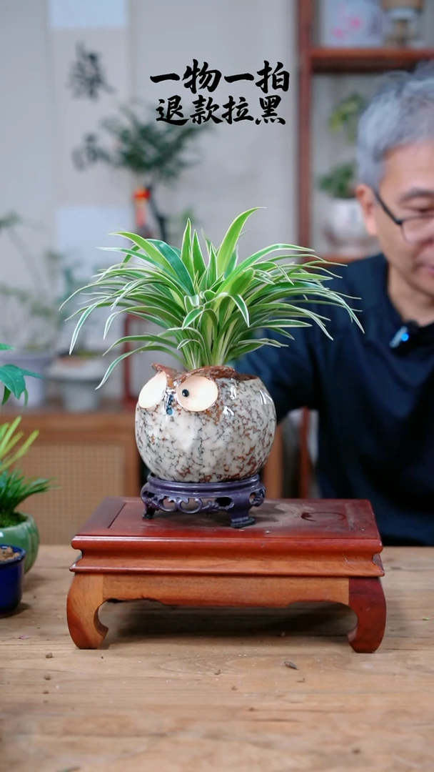 完全开放虚613吊兰