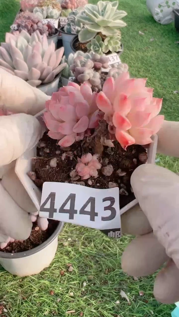 【闪购商品】信福多肉一物一拍