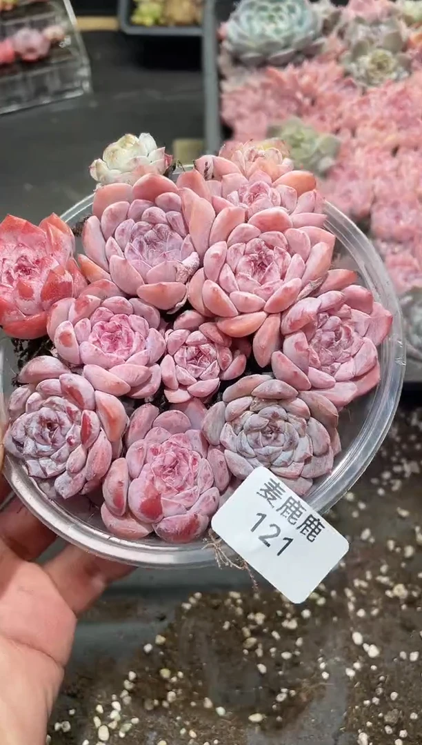 121紫罗兰       量拍