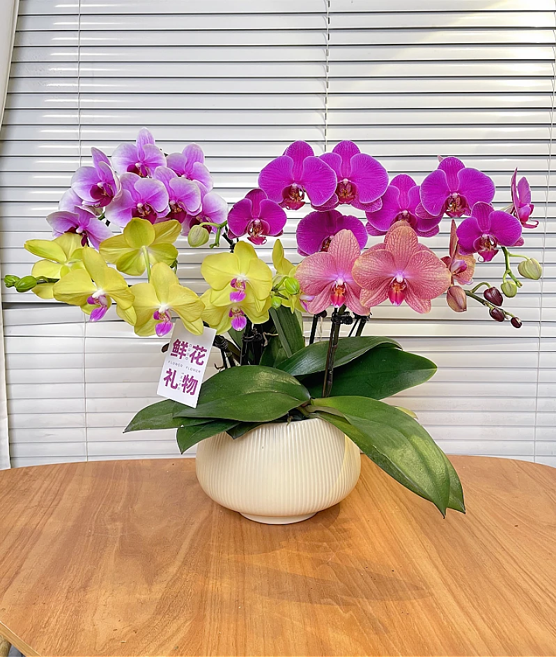 【全家福-蝴蝶兰】艺术组盆 高端鲜花 定制款 易养花期长 绿植盆栽